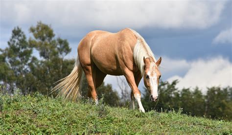 picture of a palomino|21 Palomino Horse Facts with Tons of Pictures!